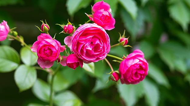 When to prune everblooming roses