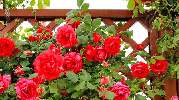 How to prune climbing roses