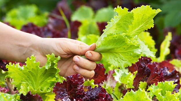 promix-gardening-gardening-when-its-raining-lettuce