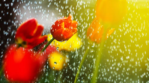promix-gardening-gardening-when-its-raining