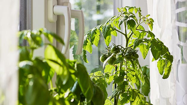 Bring tomatoes inside your home
