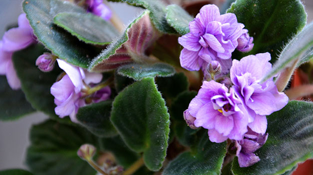 How To Grow And Take Care Of African Violets
