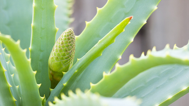 Cactus et plantes succulentes : 5 variétés faciles à cultiver