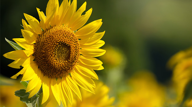 Sunflowers (Helianthus spp.)