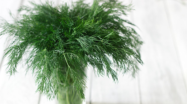 Fresh dill in a glass