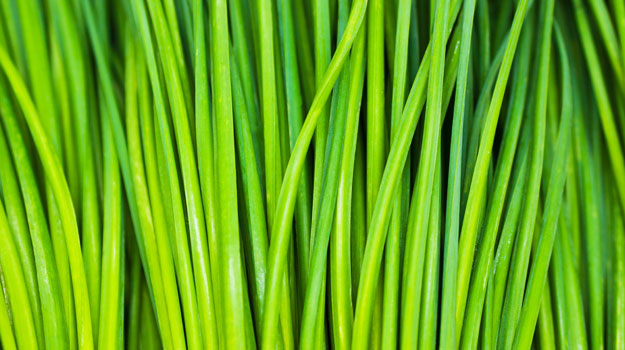 How to Grow Chives - Beautiful chives