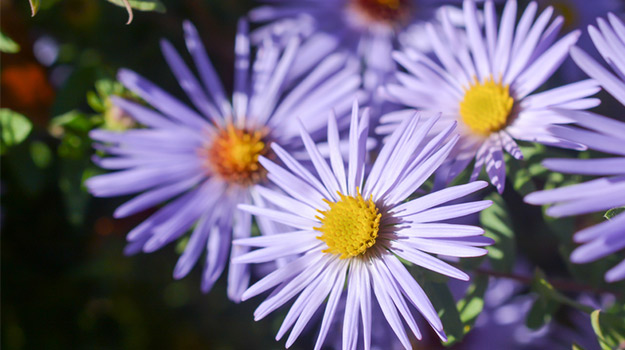 Faux aster