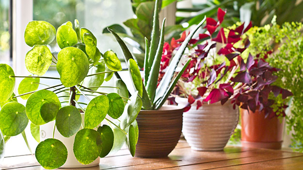 take indoor plants back inside