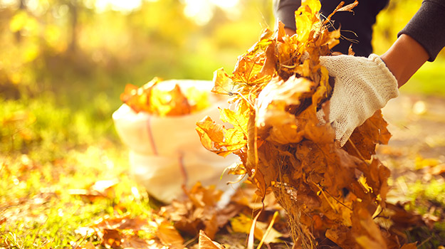 Recycle your autumn leaves