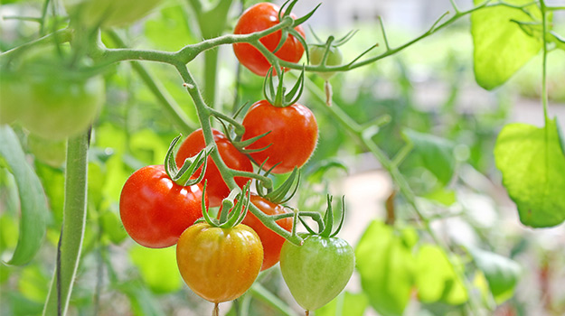 Tomatoes using fertilizer