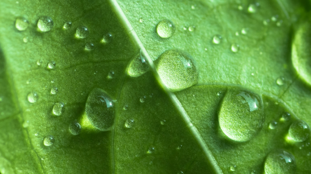 Water droplets on plant's leaf