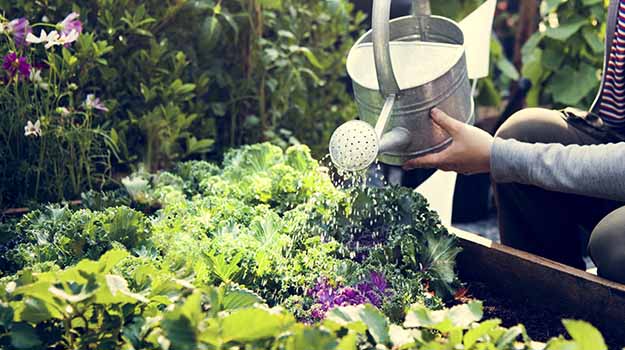 What to do in May - Watering vegetable garden
