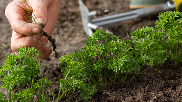 Getting rid of weeds in your garden