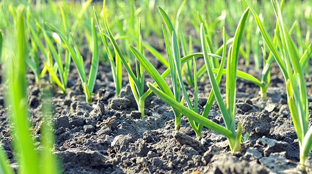 All You Need To Know About Soil pH