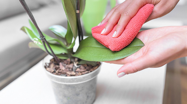 Clean your Orchid's leaves