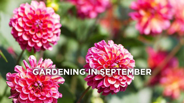 What to do in the garden in September