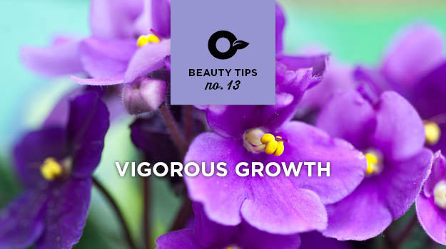 Take care of African violets