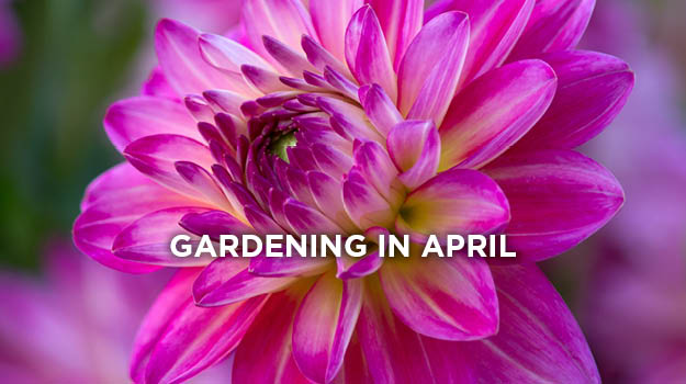 What to do in the garden in April