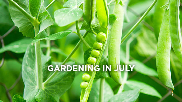 promixgardening-What-To-Do-In-Garden-In-July