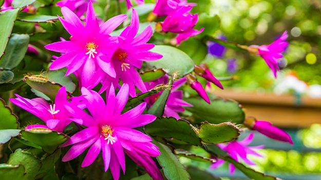 All you need to know about the Christmas cactus