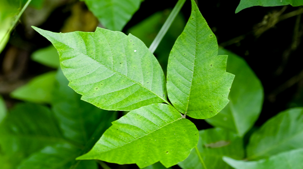 Poison ivy