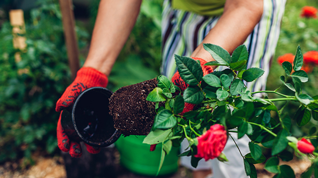 Comment planter un rosier