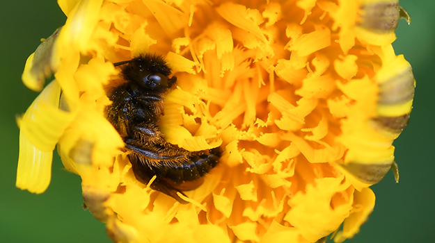 PLEASE DO NOT DISTURB! Beneficial insects are still sleeping