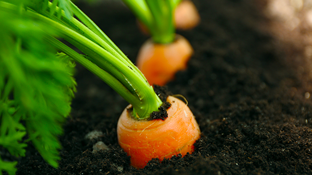 Comment cultiver des carottes