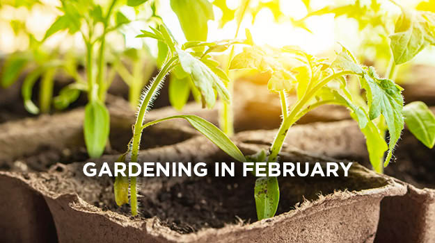 What to do in the garden in February