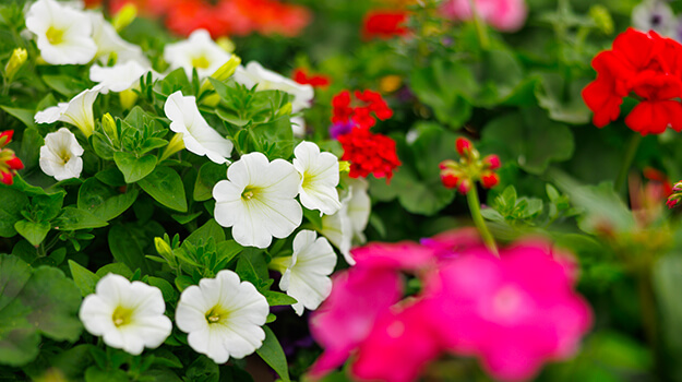 buying-potting-mix-mistakes-to-avoid-05