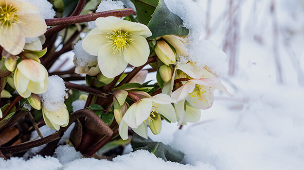 The Christmas rose: the perennial that blooms in winter