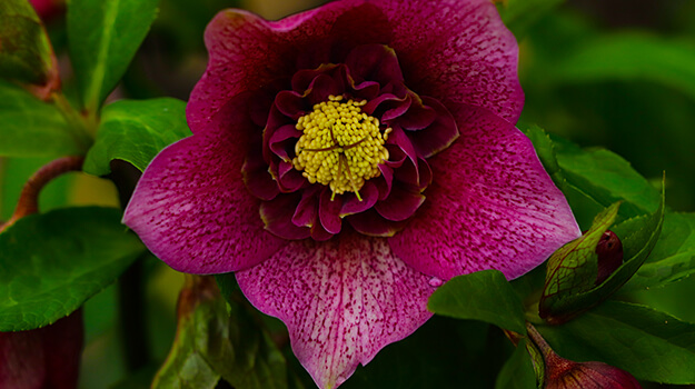 Close-up of a burgundy Christmas rose with a yellow center.