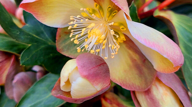 Close-up of the early and long-flowering Christmas rose (hellebore) Niger