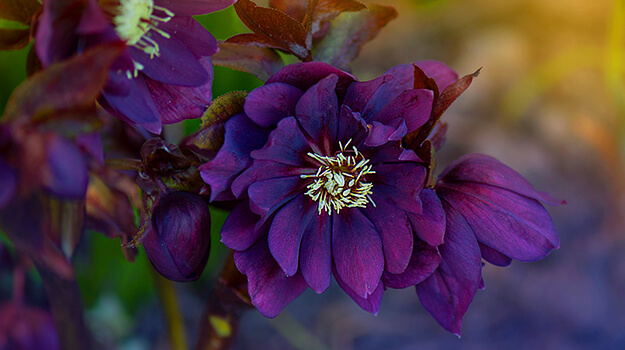 The Christmas rose comes in rare colours such as an almost black purple.