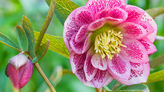 The Christmas rose: the perennial that blooms in winter