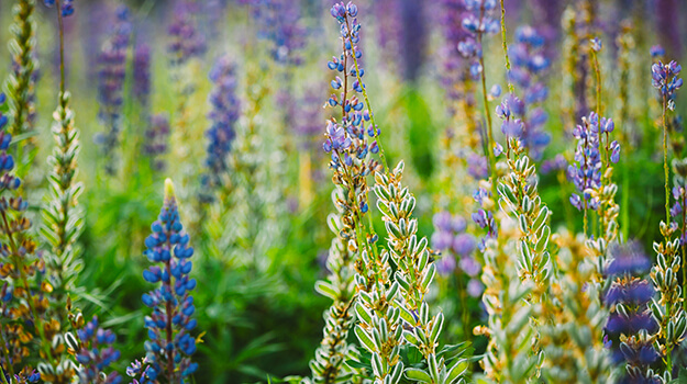How to garden in clay soil 