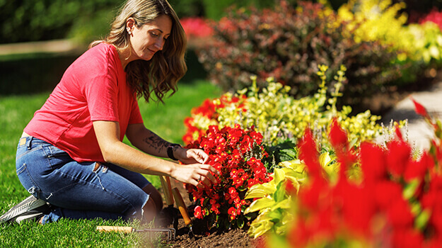 Guide de fertilisation : quand et comment fertiliser au jardin 
