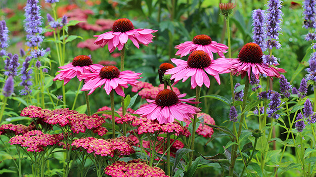 pro-mix-guide-sowing-perennial-flowers-01
