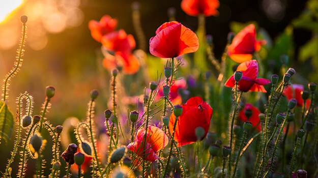 pro-mix-outdoor-direct-seeding-early-season-01