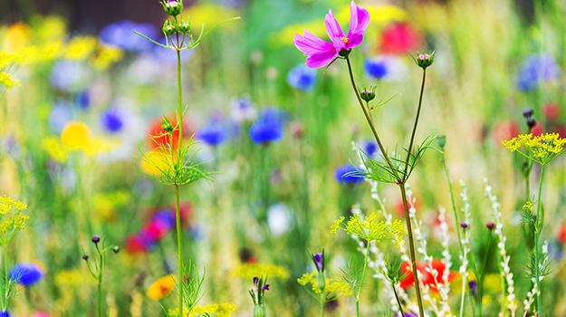 pro-mix-sow-flower-seeds-08