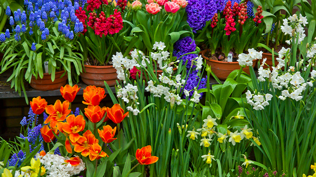 Which Easter plants can be replanted in the garden?