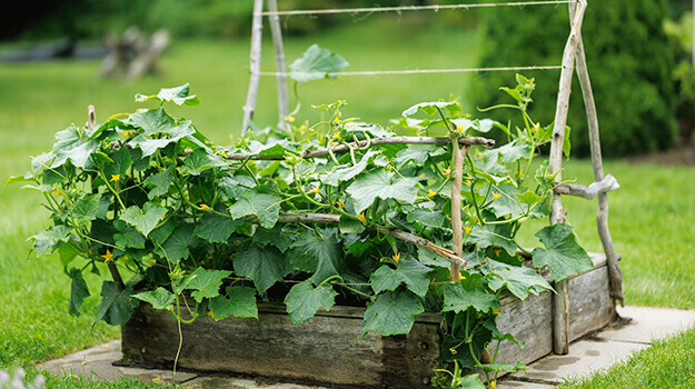 12 trucs pour un potager plus productif