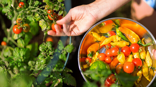 How to make a small, high-yielding vegetable garden