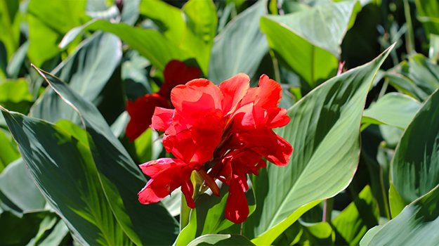 Planting canna lily flowers in a summer garden.