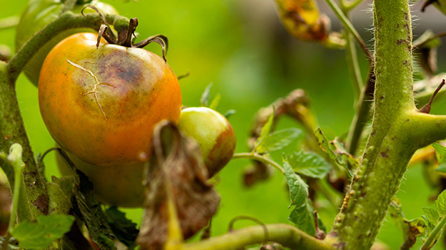 Tomato Diseases Photos