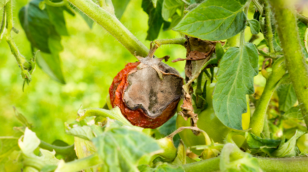 Tomato disease photo