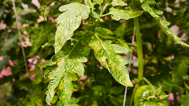 PRO-MIX Tomato leaf disease