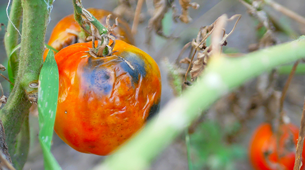 maladie des tomates mildiou