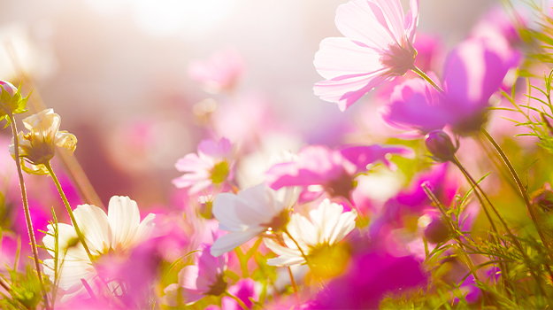 10 Tips for gardening in a heatwave 