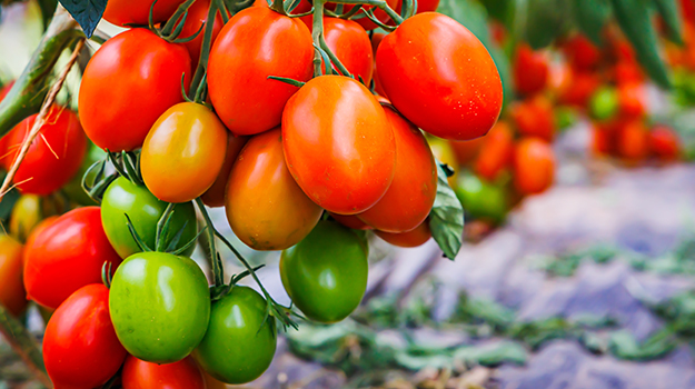 PRO-MIX belles tomates cerises cultivées au potager